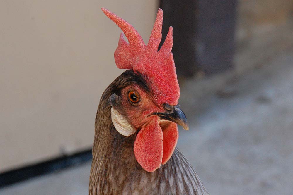 Santa Cruz County was known for its poultry in the early 1900s.