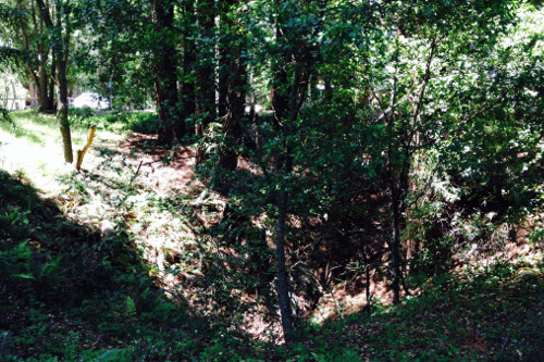 A large sinkhole resides in front of Baskin hidden beneath the shade of redwoods. Photo courtesy of Lauren McEvoy