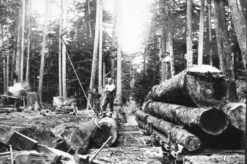 Logging in the Santa Cruz mountains, circa 1900. Photo courtesy of California Historical Society Collection, 1860-1960.