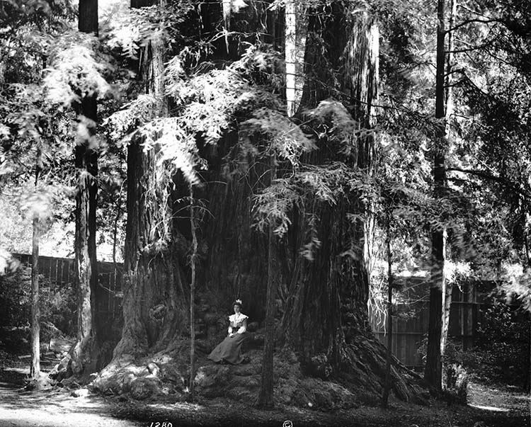 A young woman sits among a cathedral of redwood trees in Henry Cowell State Park,circa 1903. Photo Courtesy of California Historical Society Collection, 1860-1960.