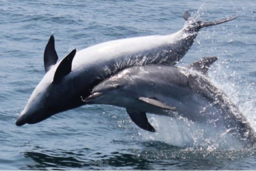 Two bottlenose dolphins playing. Photo taken by Graham Hesketh courtesy of Wikimedia Commons.