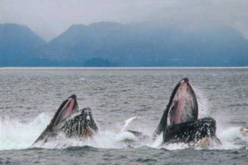 Humpback whales lunge feeding. Photo courtesy of the Minerals Management Service via Wikimedia Commons.
