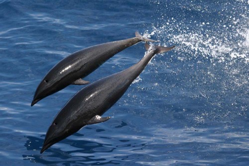 Two northern right whale dolphins. Photo courtesy of NOS/NOAA/MBNMS.