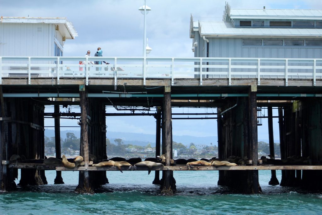 Seal or sea lion? What do you think? Photo: Lauren Salazar/Mobile Ranger