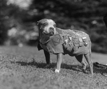 Sergeant Stubby wearing military uniform and decorations circa 1920. Photo in the public domain.