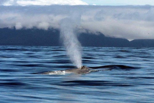 A blue whale spout. Photo courtesy of NOS/NOAA/MBNMS.