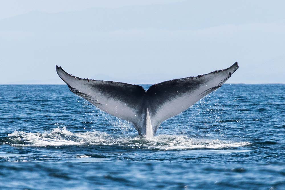 A blue whale fluke. Photo by Michael "Mike" L. Baird via Flickr Creative Commons.
