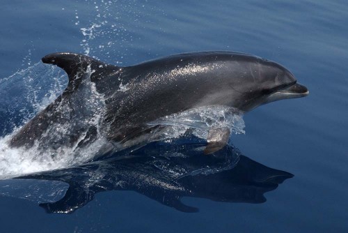 A bottlenose dolphin with a great view of its dorsal fin. Photo courtesy of NOS/NOAA/MBNMS.