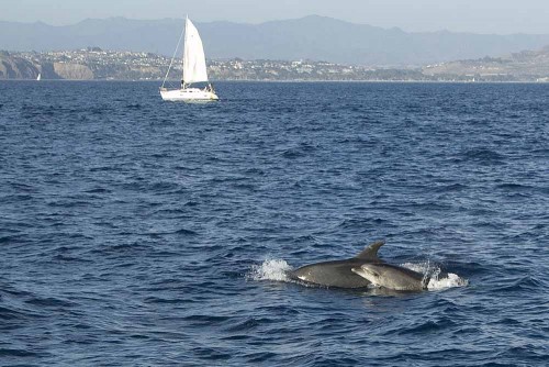 Bottlenose dolphins off Dana Point, California. Photo by Keith Yahl via Flickr Creative Commons.