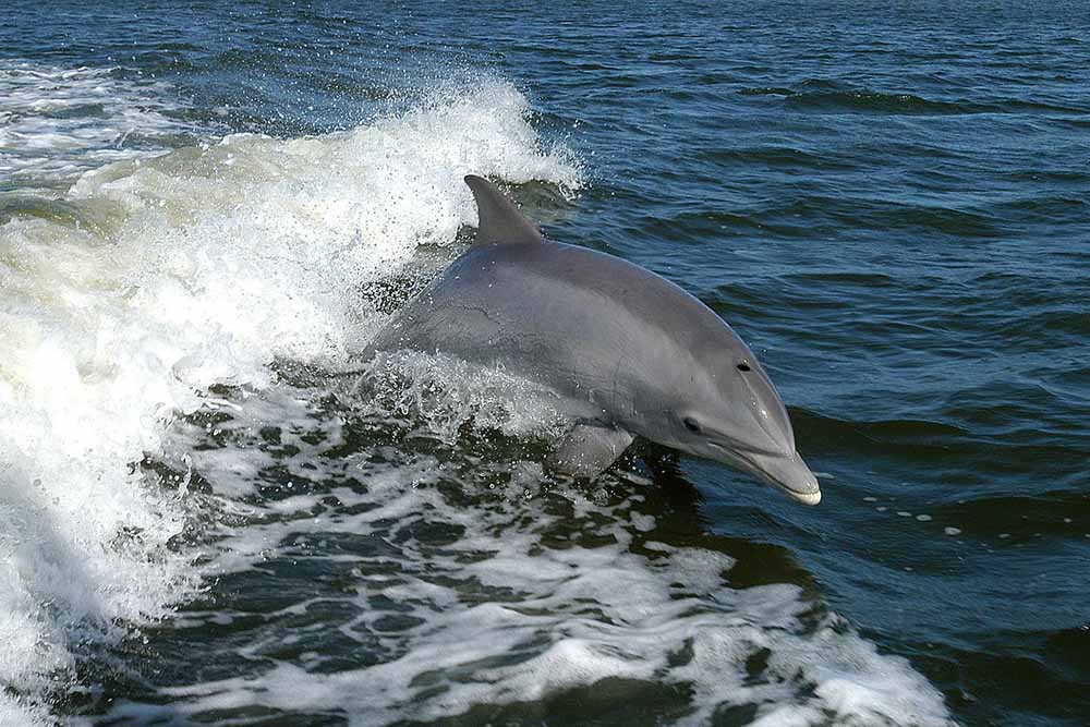 A bottlenose dolphin surfs the wake of a research boat. Photo courtesy of NASA via Wikimedia Commons.