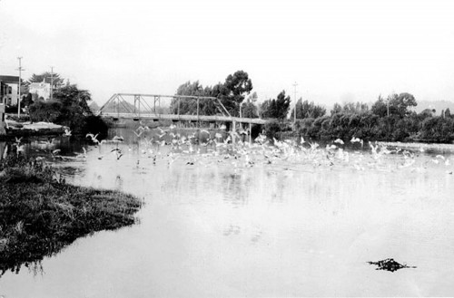 The Cut Bias Bridge circa 1900. Its spans the San Lorenzo River, connecting the Riverside Hotel to downtown Santa Cruz. Photo courtesy of and © Santa Cruz Public Libraries.