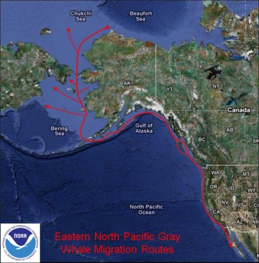 The gray whale migration route. Photo courtesy of NOS/NOAA Fisheries.
