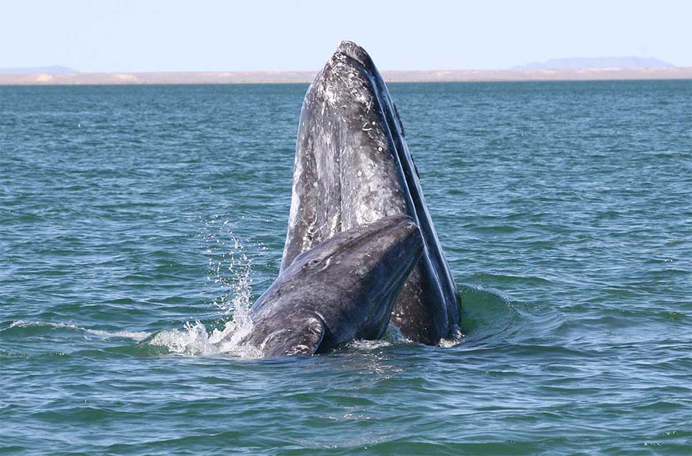 A gray whale. Photo courtesy of NOS/NOAA/MBNMS.