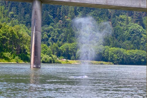 A heart-shaped gray whale spout. Photo by Linda Tanner via Flickr Creative Commons.