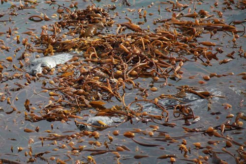 Harbor seals resting in a kelp canopy inside Point Lobos State Marine Reserve, near Carmel, California. Photo: Chad King, courtesy of NOAA, Monterey Bay National Marine Sanctuary, www.sanctuarysimon.org.