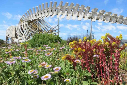 The gray whale at the Seymour Center surrounded by restored native plants: Erigeron glaucusseaside(seaside daisy) and Dudlea caespitosa (sea lettuce). Picture courtesy of and © Jackie Pascoe.