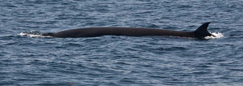 A minke whale. Photo by Michael "Mike" L. Baird via Flickr Creative Commons.