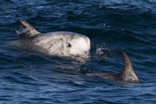 Two Risso's dolphins. Photo by Michael "Mike" L. Baird via Flickr Creative Commons.