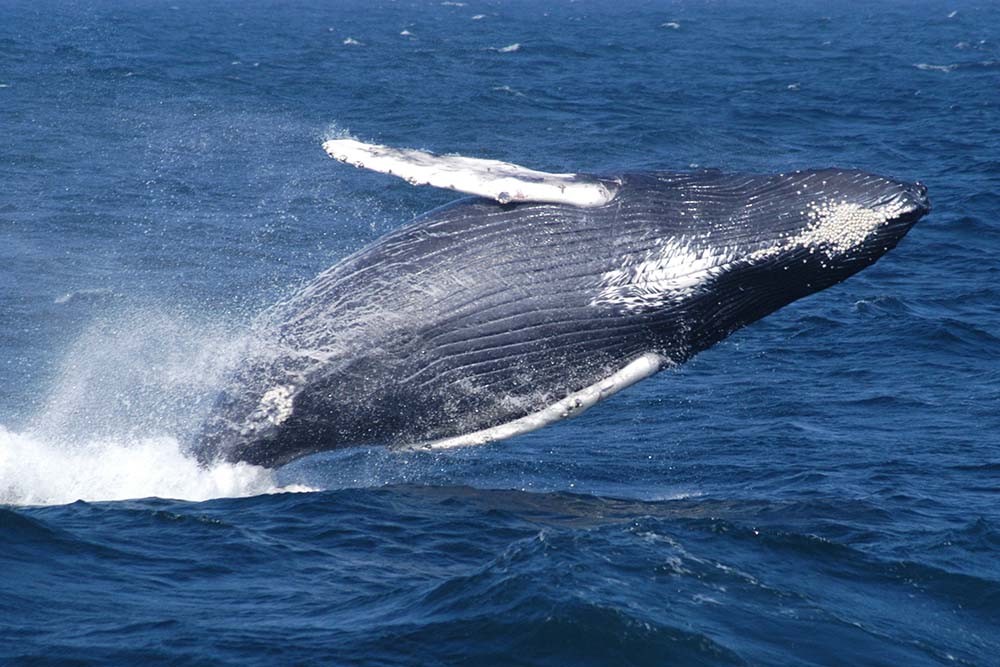 A humpback whale breaching. Photo courtesy of NOS/NOAA/SBNMS.