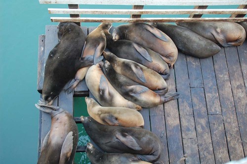 A group of sea lions sleeping on the dock. Can you tell the males from the females?