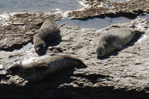 Harbor seals. These are hanging out on the rocks on the beach at Wilder Ranch