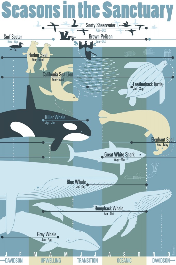 Seasons in the Sanctuary Poster. Available at at Bookshop Santa Cruz, The Marine Sanctuary Exploration Center, the Seymour Center and on-line at Bookshop Santa Cruz. Image courtesy of and © Doug Ross.