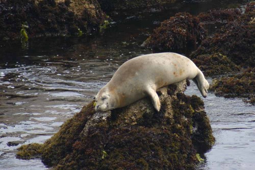 Harbor seal on a rock in Monterey Bay. Photo by Dr. Steve Lonhart, courtesy NOAA MBNMS, www.sanctuarysimon.org.