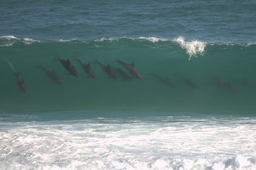 A pod of playful bottlenose dolphins surf some waves! Photo by Brian Ralphs via Flickr Creative Commons.