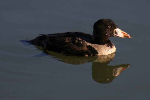 A young surf scoter in Moss Landing, California. Photo by Dr. Steve Lonhart, courtesy NOAA MBNMS, www.sanctuarysimon.org.