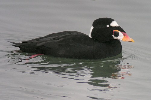 A surf scoter in November at Arrowhead Marsh Oakland, California. Image by Len Blumin courtesy Wikimedia Commons.