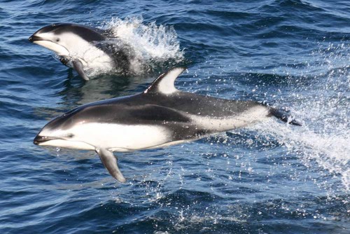 wo Pacific white-sided dolphins. Photo by Chad King, courtesy NOAA/MBNMS www.sanctuarysimon.org.