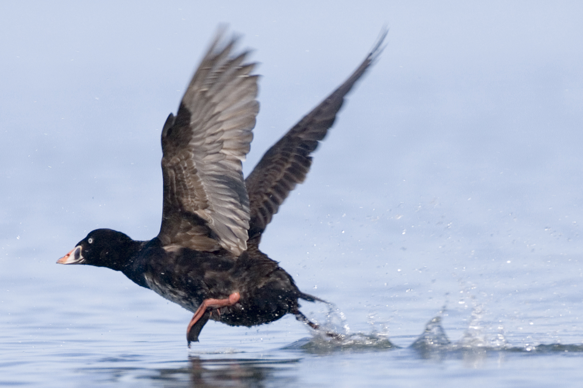Surf Scoter in Morro Bay, CA, March, 2007. Photo by Mike Baird,.