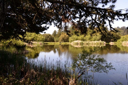 Alpine Pond next to the the Daniels Nature Center. It's an easy walk from the Russian Ridge Open Space Preserve parking lot off Alpine Road.