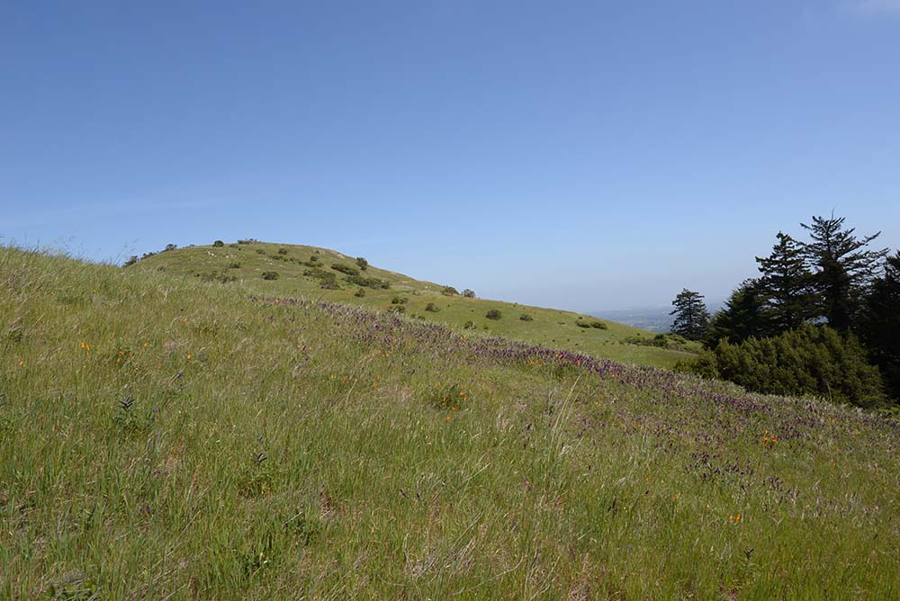 Windy Hill in 2015.