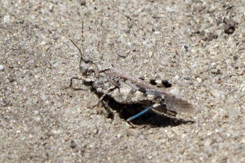 Zayante band-winged grasshopper. Photo courtesy and © of Jodi McGraw.