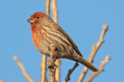 House finch. Photo courtesy of