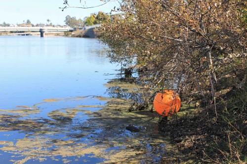 Debris and litter is just one type of pollutant that can affect an urban river. Photo courtesy of and © Coastal Watershed Council.