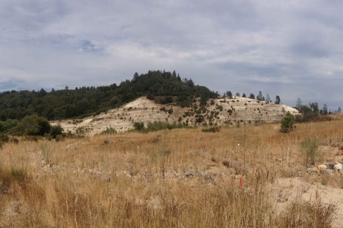 Santa Cruz Mountain Sandhills. Photo courtesy and © Lauren McEvoy.