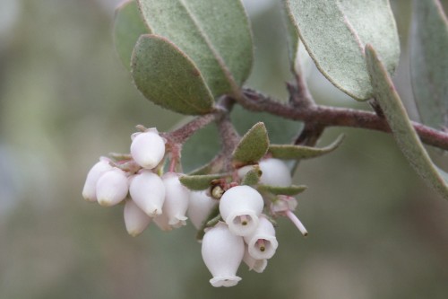 silverleaf Manzanita. Photo courtesy and © of Jodi McGraw.