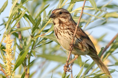 Song Sparrow. Photo courtesy of 