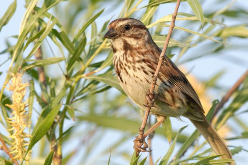 Song Sparrow. Photo courtesy of