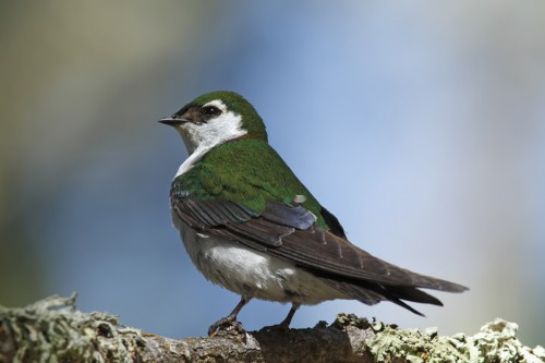 Violet Green Swallow. Photo courtesy of