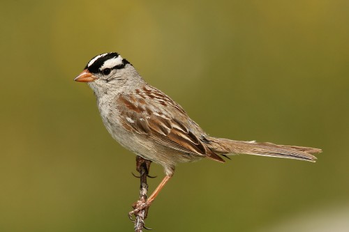 White Crowned Sparrow. Photo courtesy of Wolfgang Wander.
