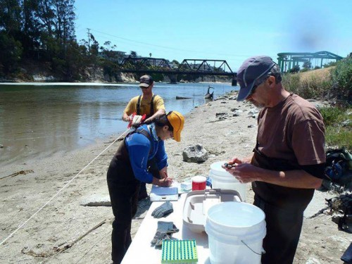 City of Santa Cruz staff conduct an annual fish count in the San Lorenzo River lagoon to gauge the size of the population of steelhead trout in the San Lorenzo River watershed. Photo courtesy and © of the City of Santa Cruz Water Department.