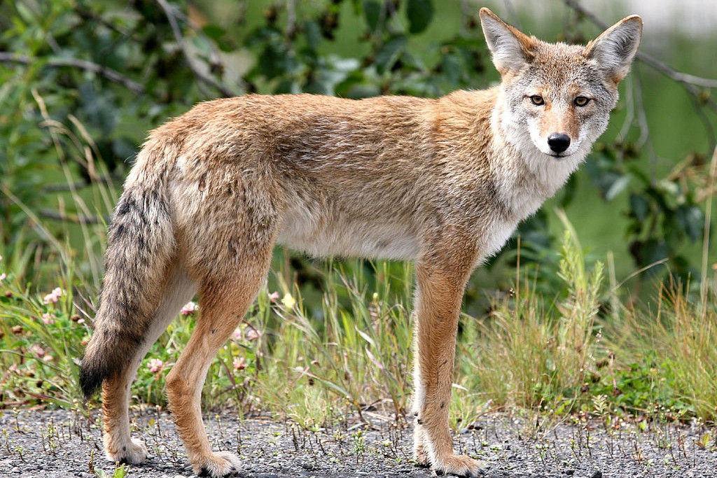 Coyotes are often sighted in well-used open space areas in Santa Cruz. Photo: Courtesy of Jitze
