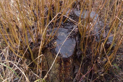 The same coppiced tree, showing regrowth after one year. Photo courtesy of