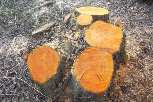 A recently coppiced tree, in this case an alder (Alnus glutinosa). Photo courtesy of Naturenet.