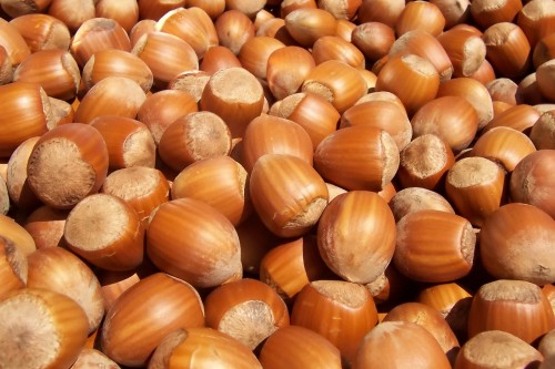 The nut of the California hazel (Corylus cornuta) was harvested in late summer and was a staple of the Awaswas’ diet and of tribes throughout the state. Photo courtesy of Fir0002.