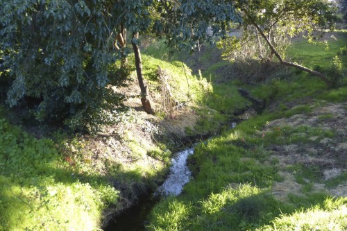 Pilkington Creek is small, but it is an important part of the Monterey Bay watershed system. Photo courtesy of Vivienne Orgel. 