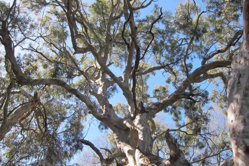 Branches of the non-native eucalyptus tree. Photo courtesy of Molly Lautamo.